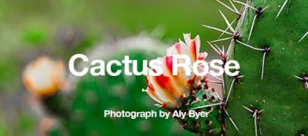 petalouda-pieces-blog-images-cactus-rose-copyright-Aly-Byer-WM